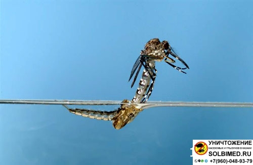  Фото  - Преврашение комара из личинки в имаго