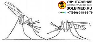 Сравнение малярийного и обычного комара