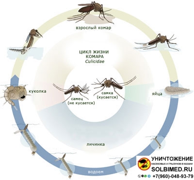  Фото  - Цикл жизни комара